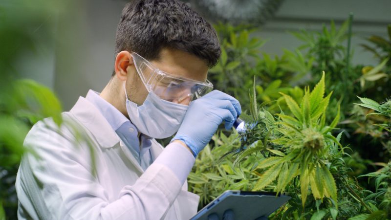 Cannabis Growing Field of Research